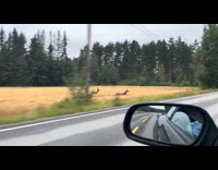 Two deer run from field to road