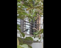 Bird pecks at its own reflection on the window