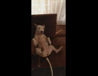 White dog lay couch belly rub ticklish