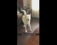White dog fight with cat and punches cat in the face in living room