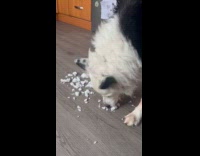 Border collie dog eat snow on floor