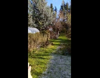 Woman shows ice to chicken throws after