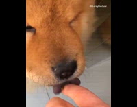 Brown fluffy dog licks caviar off owners finger and eats it