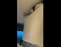 Cats Hang Out on Kitchen Top Cabinet
