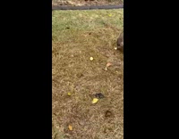 Brown white puppy falls while running grass
