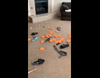 Dog guilty for the mess at home