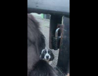 Big dog pokes head through peephole in gate