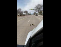 Guy sees group of chickens crossing 