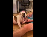 Dog licks nails while they get filed 