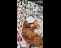 Brown puppy sleeps on back black pen 