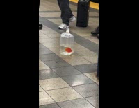Orange fish inside plastic bag in subway