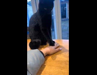 Cat pushes down womans hand refusing pets