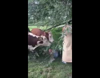 Man photographer lay down grass cow eat