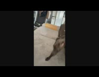 Dog suddenly plays dead when gets excited 
