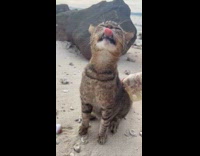 Cat closes eyes loves getting body scratch