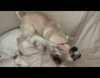 Pug and husky have wrestling match 