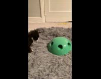 Kitten playing with pop and play toy 