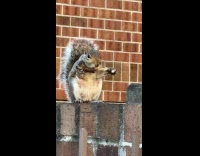 Chunky squirrel eats bone on brick wall