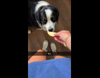 Dog twerking from smelling apple 