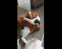 A cat and dog take up wrestling.