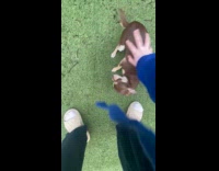 Woman plays fetch with puppy at yard