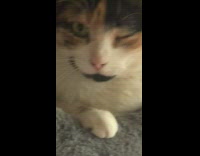 Cat open its closed left eye on the couch