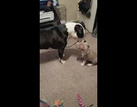 Black and white dog gets in face of grey dog 