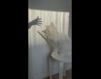Collab PLC - White Cat Plays with Hand Shadow on Wall