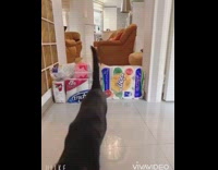 Black white cat jumps over new toilet paper 