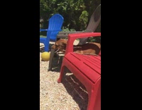 Collab Clips MPUGC - Brown dog stick chairs stuck