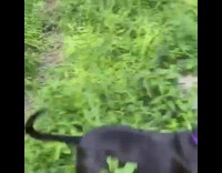 Black dog jumps grass looks for frog 
