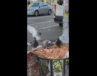 Pigeons Eat Leftover Pizza on Trash Bin
