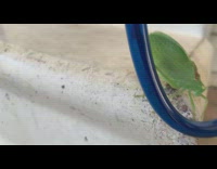 Large green insect flap make squeaky sound