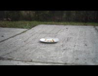 Bird take nut from plate on ground