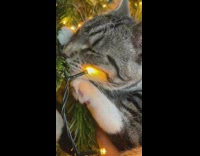 Collab PLC - Cat Climbs Christmas Tree Hangs Out and sleep