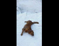 Golden retriever dog rolls around in snow 