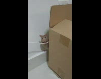 Brown hamster behind box hang on wire