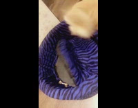 Brown dog hide bone under blue bed