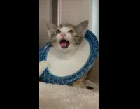 Collab BitchMP - White cone cat cries and screams