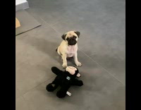 Pug tilts its head when called 