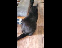 Woman calls cat turns head to look