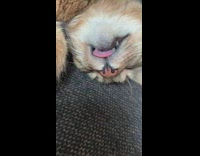 Black brown cat sleeps couch mouth tongue 