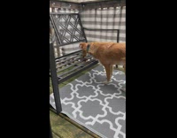 Dogs lick rainwater off patio furniture 
