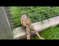 Frog too fat to fit in fence hole