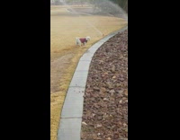 Dog runs in a field of grass with sprinklers on