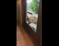 Neighbors cat tries to sneak inside the filmers house