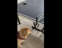 Golden retriever wants to play ping pong 