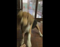 Beagle Reaches for Hand 