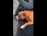 Clingy dog follows guy everywhere around house 