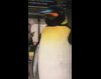 Penguin costume guy rides train pt. 4
